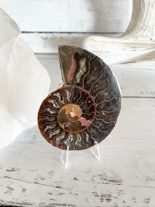 Ammonite