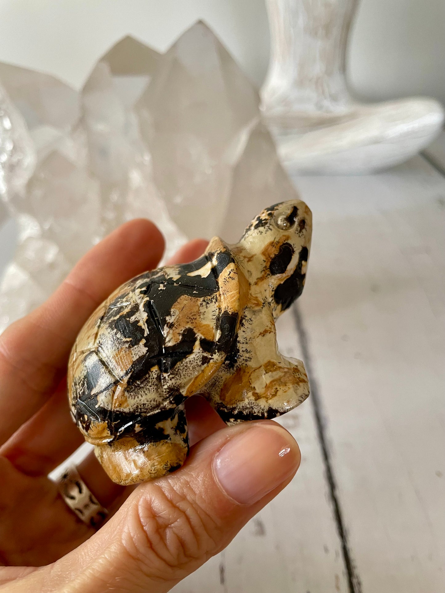 Picture Jasper Turtle