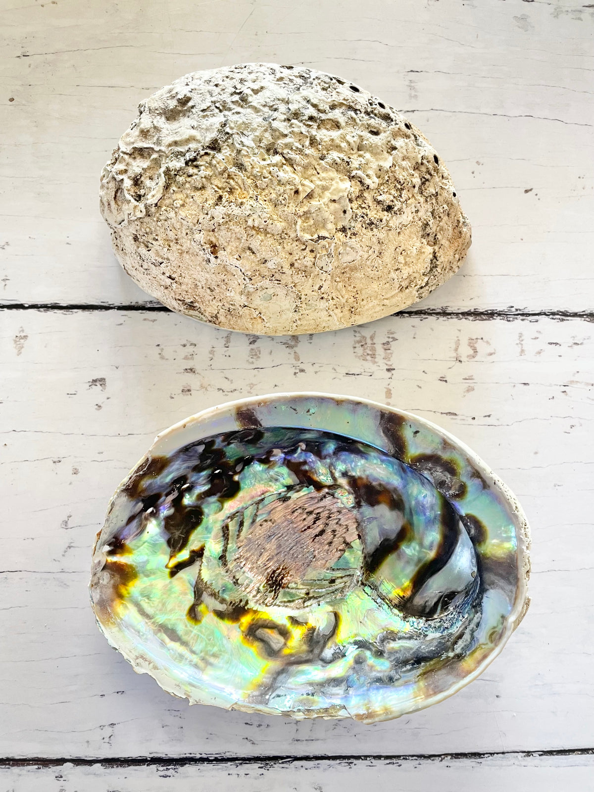Abalone Shell Natural with Feather ~ Set of 2