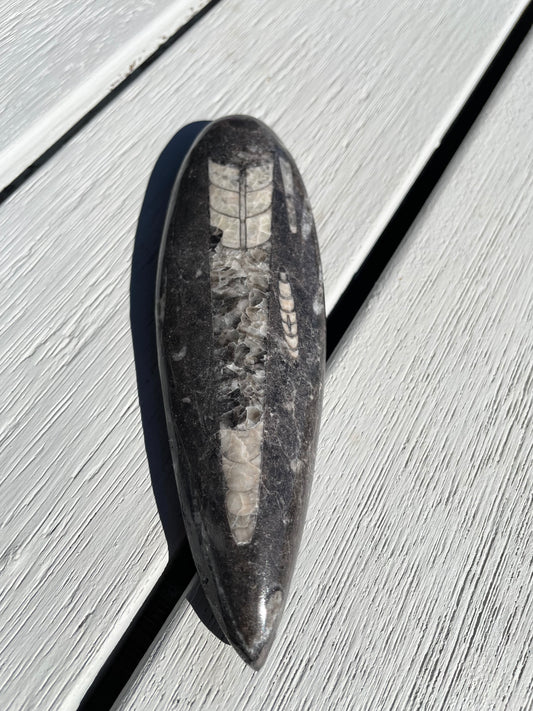 Orthoceras Fossil