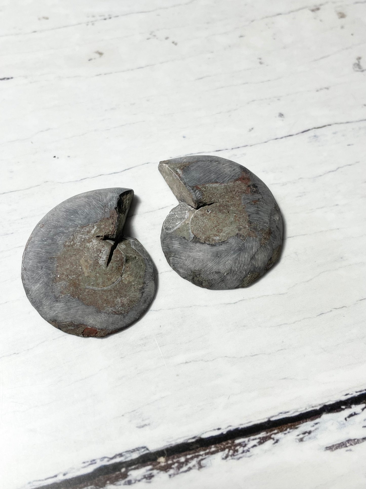Black Ammonite Fossil Pair