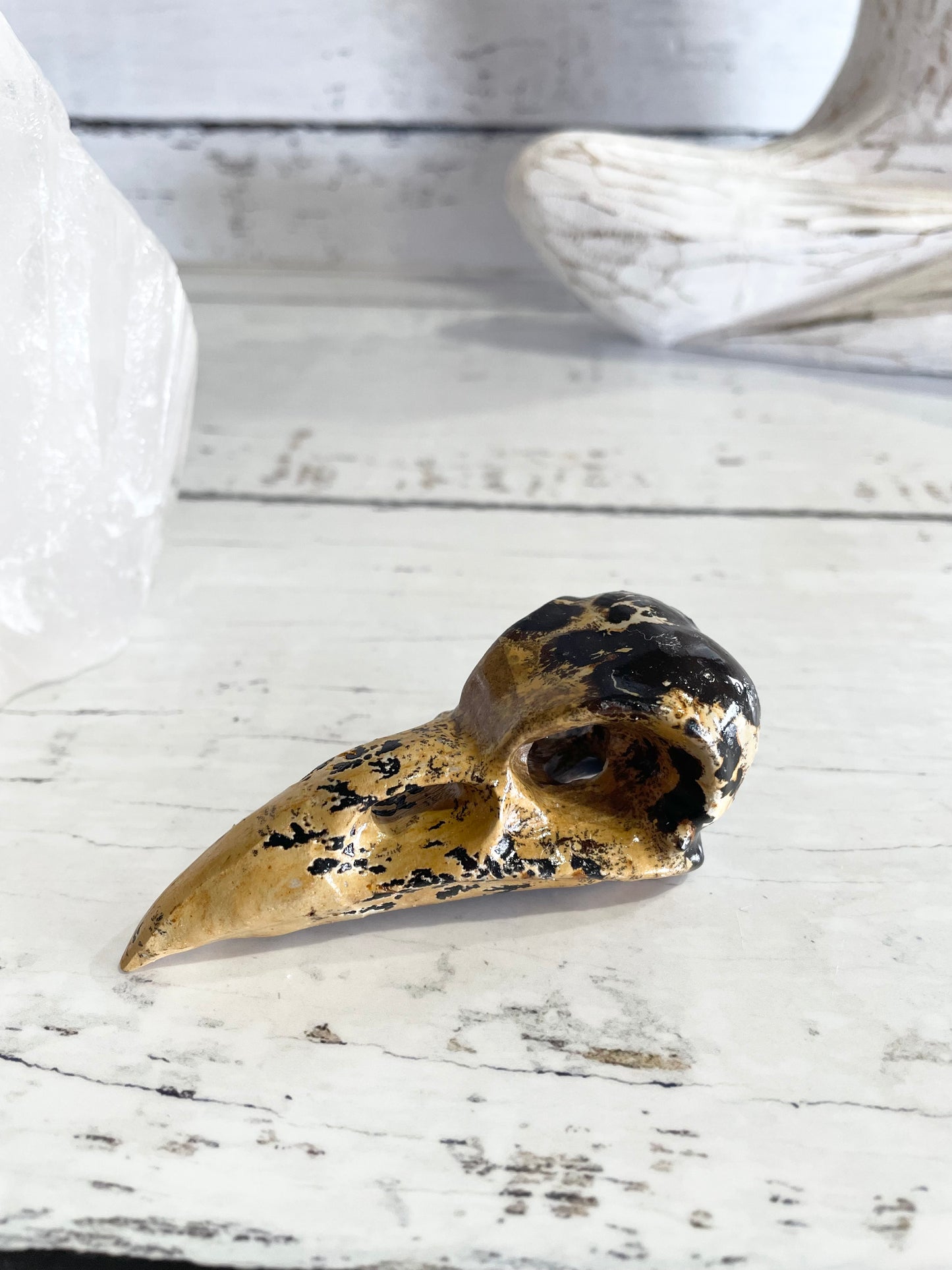 Picture Jasper Raven Skull ~ 13