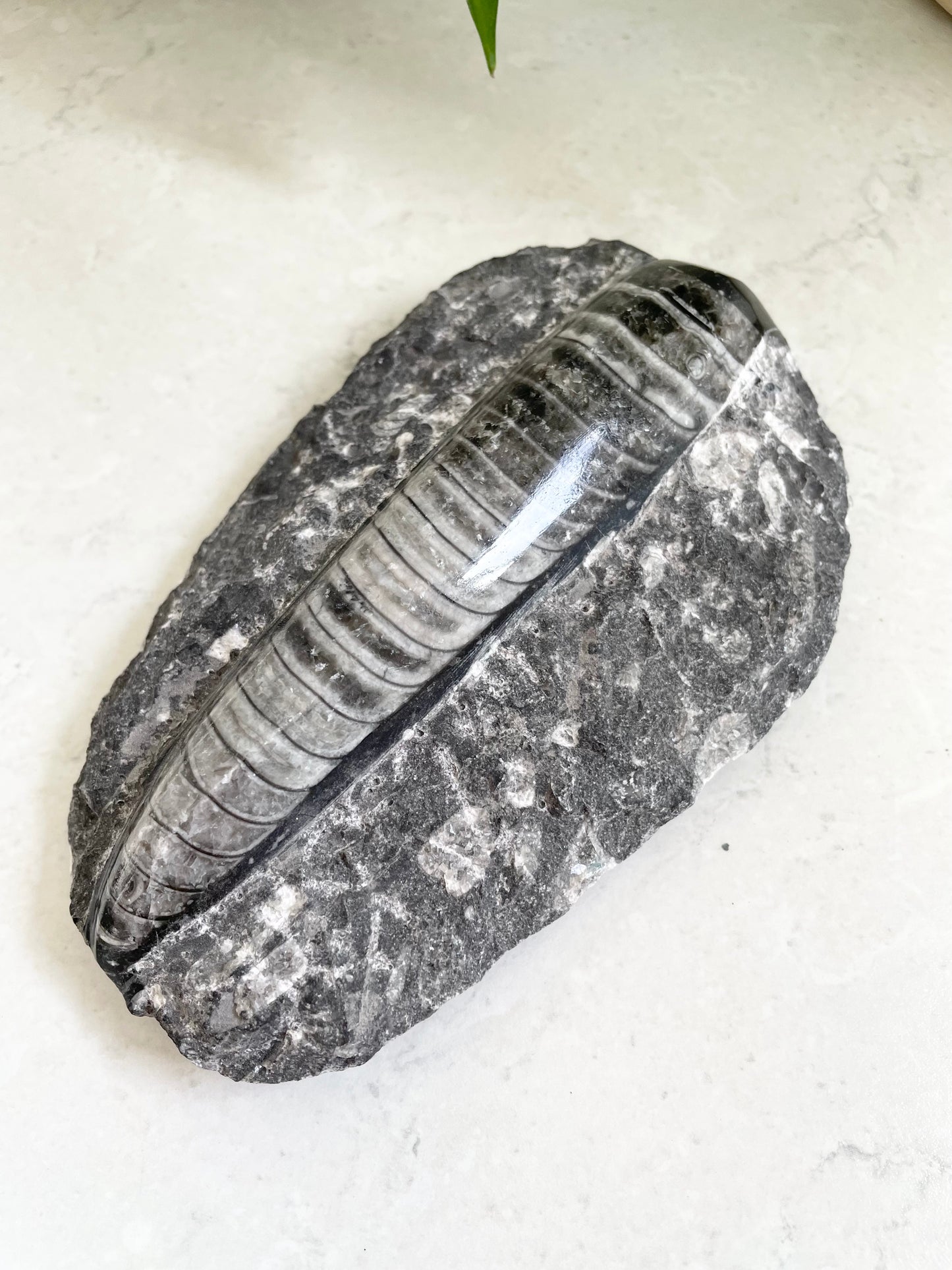 Orthoceras Fossil Plaque