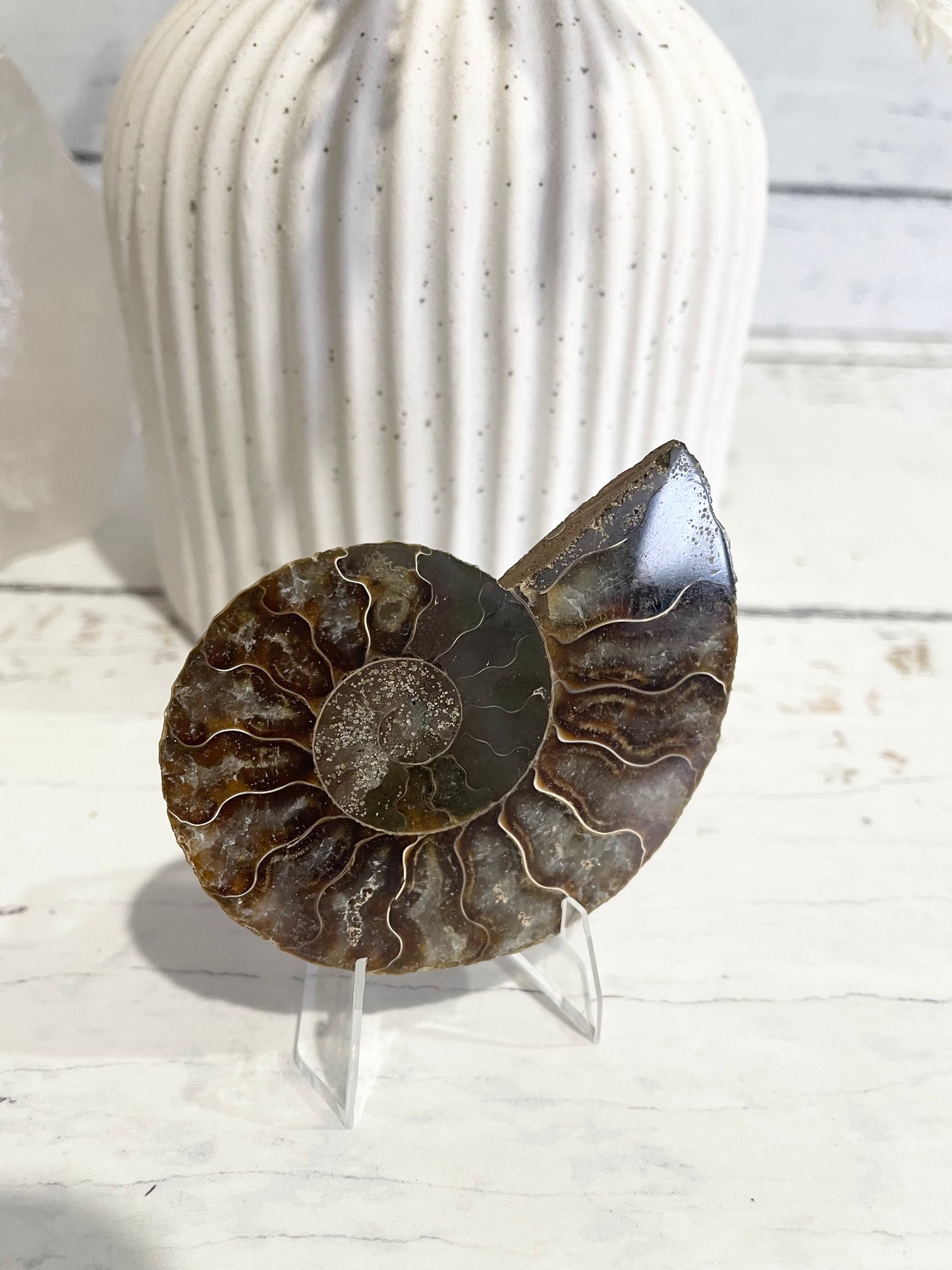 Ammonite Fossil