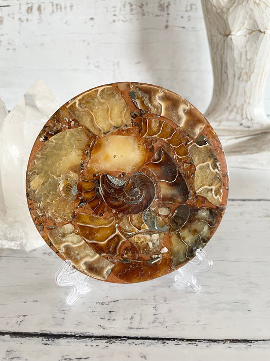 Ammonite Plate ~ 4