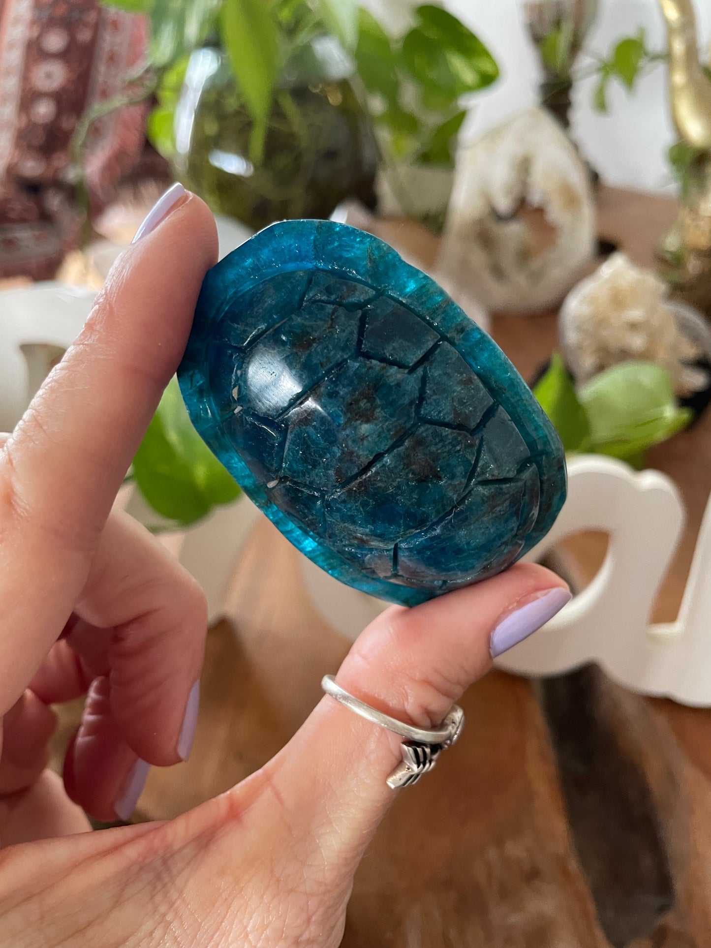 Apatite Turtle Shell