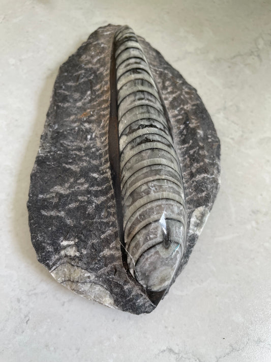 Orthoceras Fossil Plaque