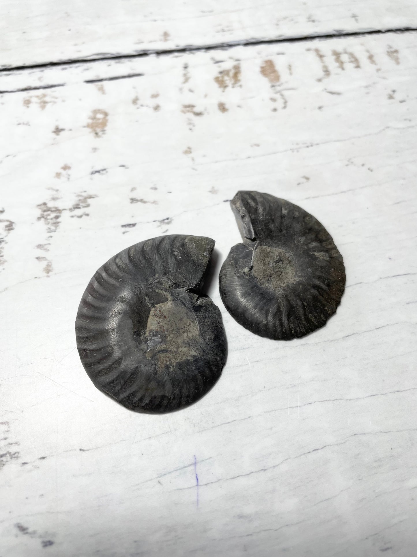 Black Ammonite Fossil Pair