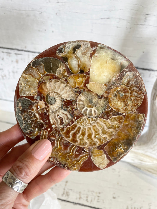 Ammonite Plate ~ 17