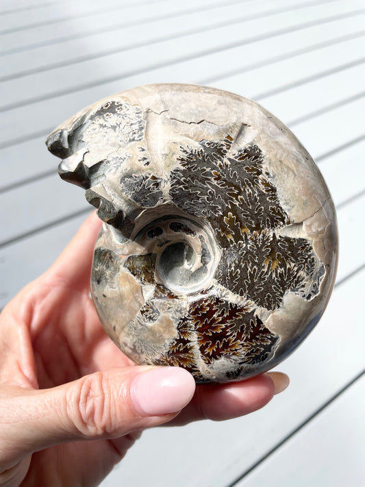 Ammonite Fossil