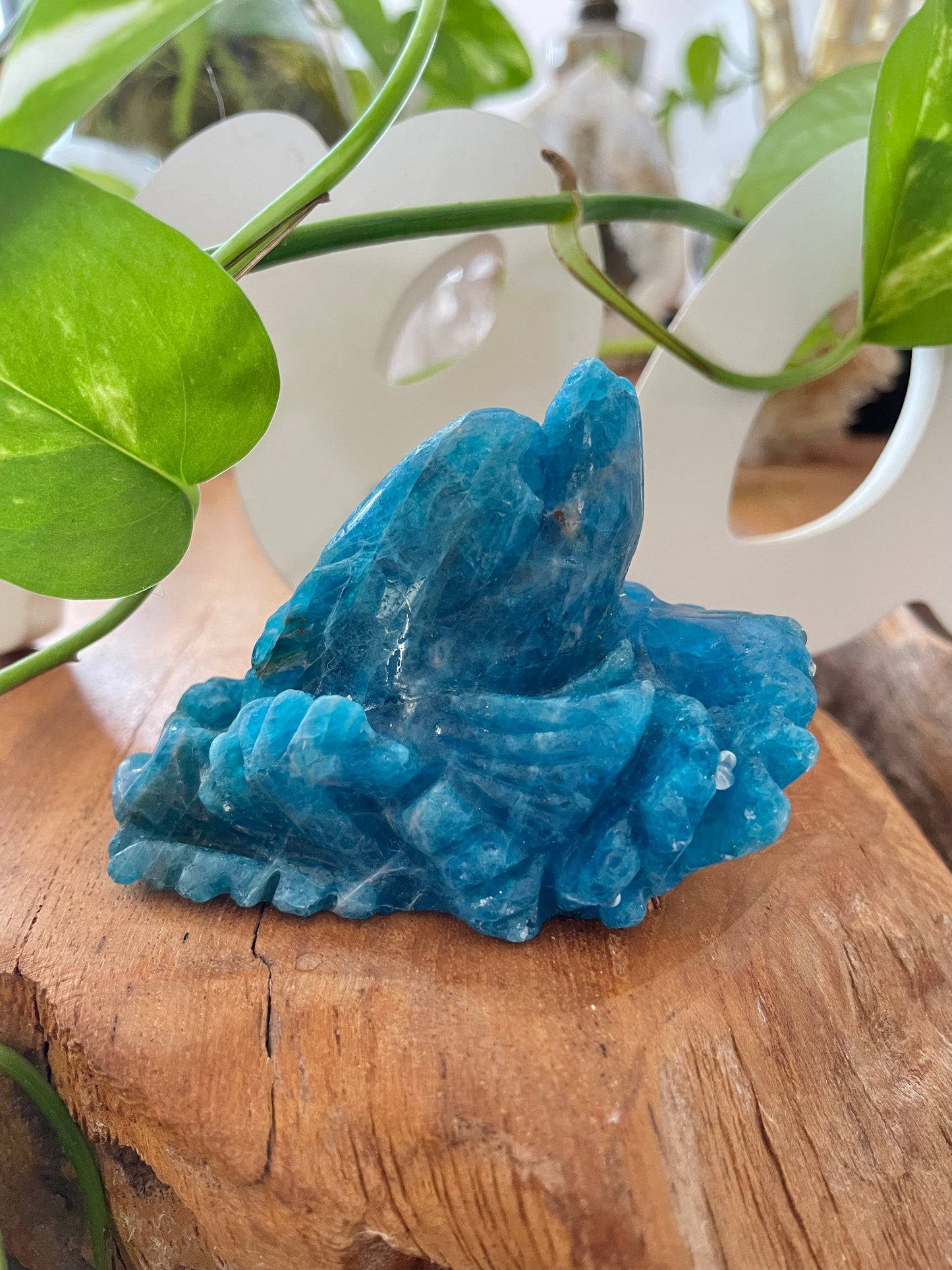 Apatite Dolphin