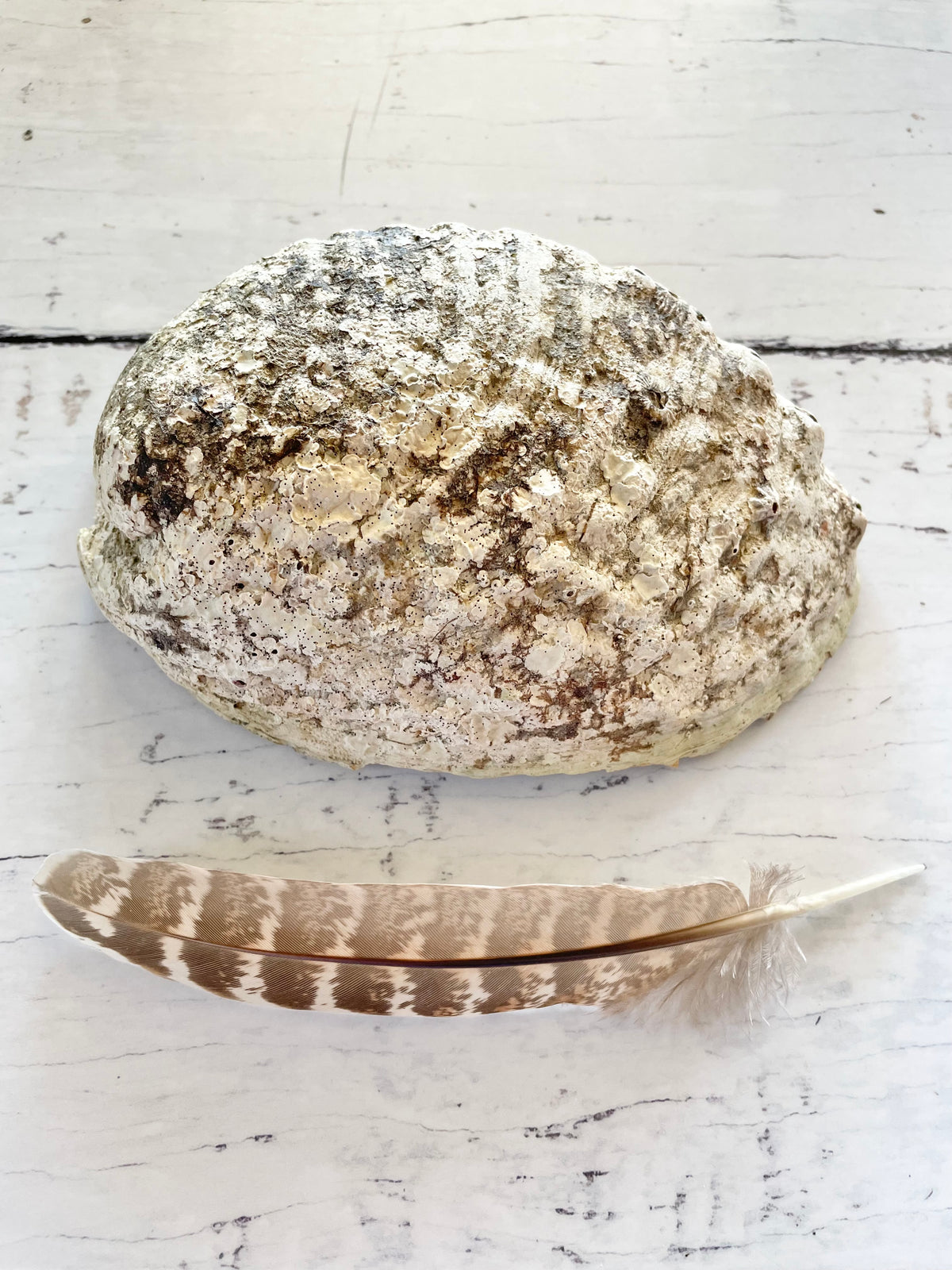 Abalone Shell Natural with Feather ~ Set of 2