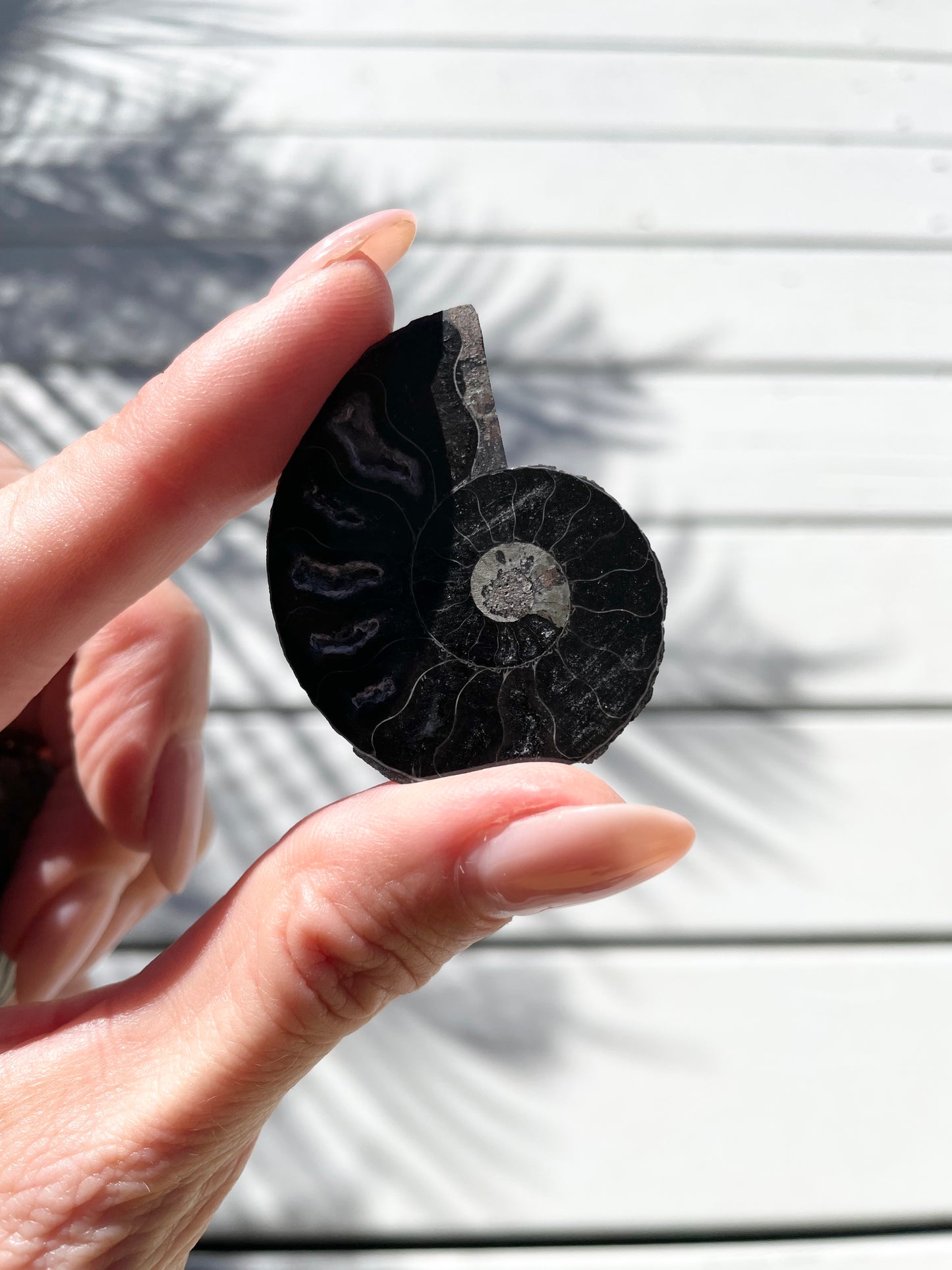 Black Ammonite Fossil Pair
