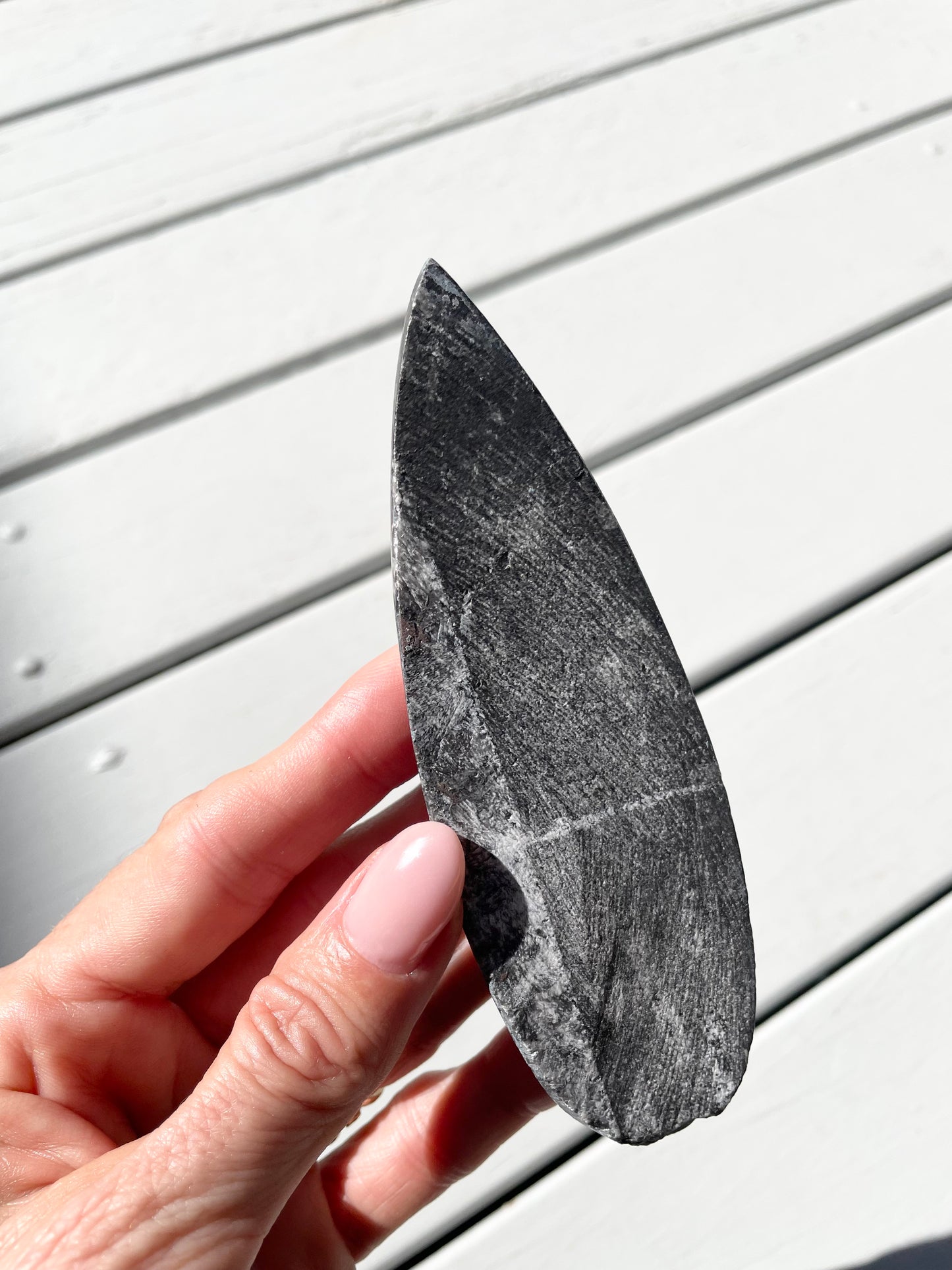 Orthoceras Fossil