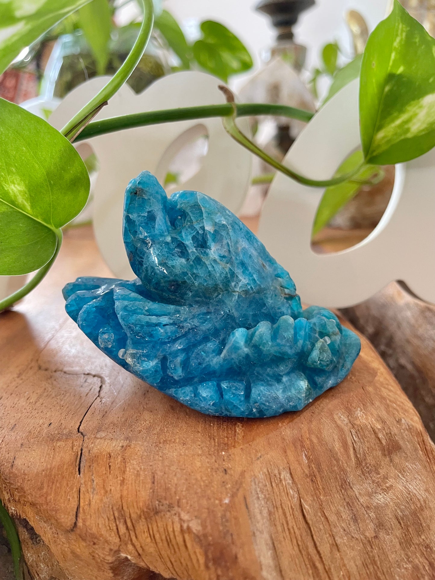 Apatite Dolphin