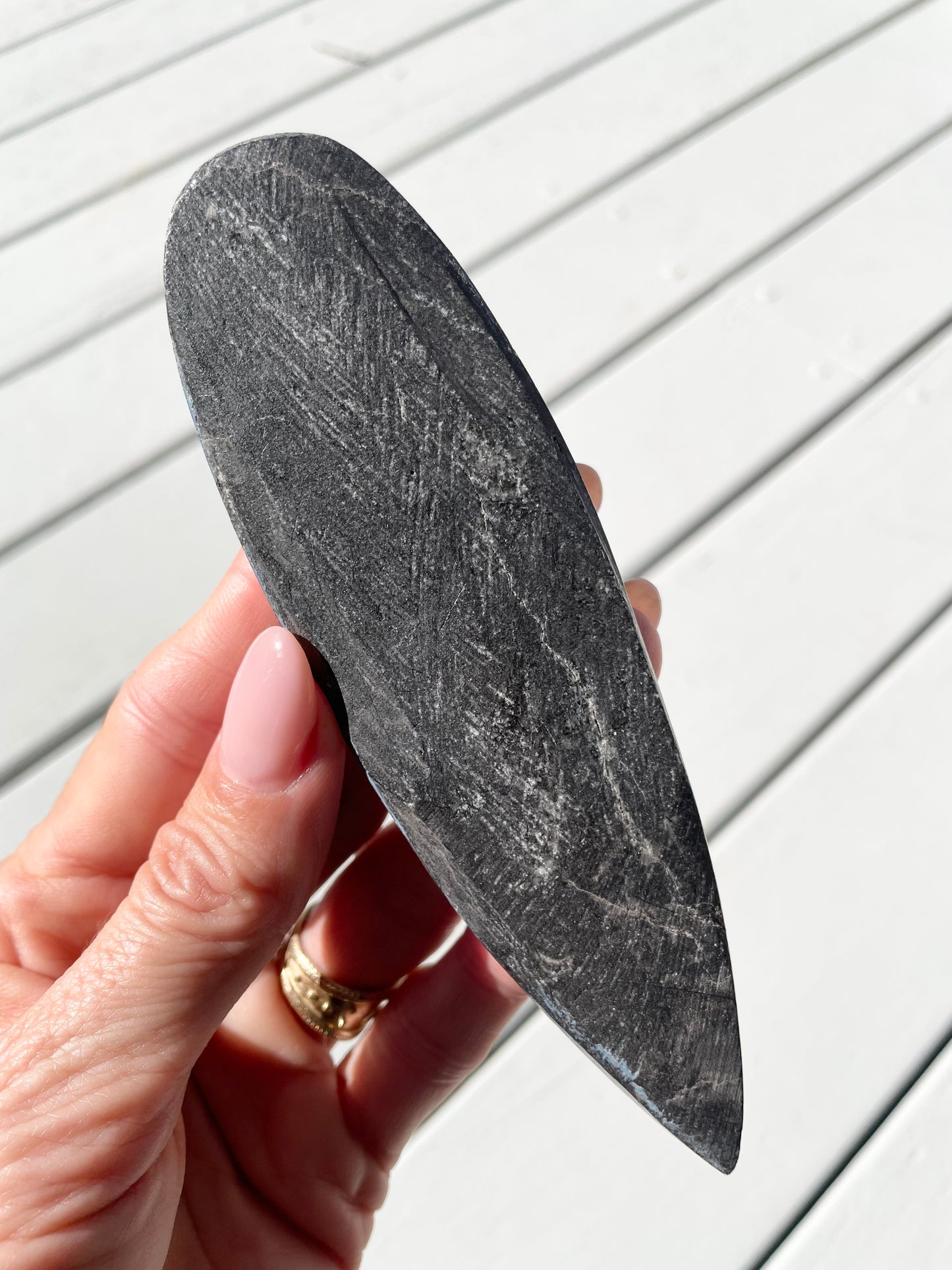 Orthoceras Fossil