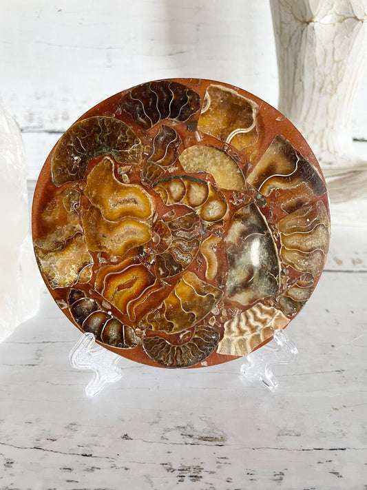 Ammonite Plate ~ 10