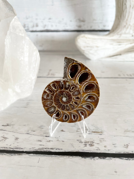 Ammonite