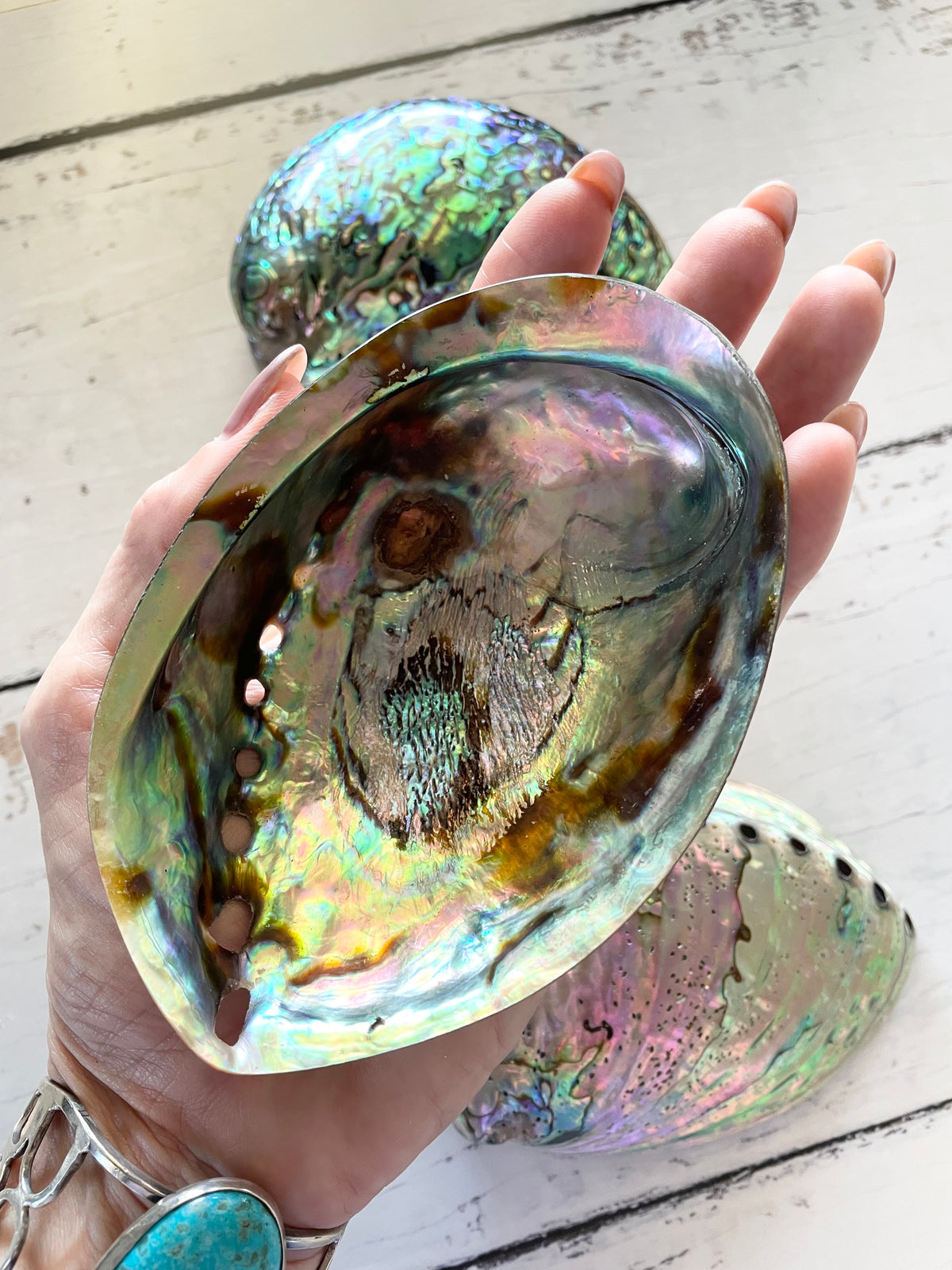 Abalone Shell ~ Polished