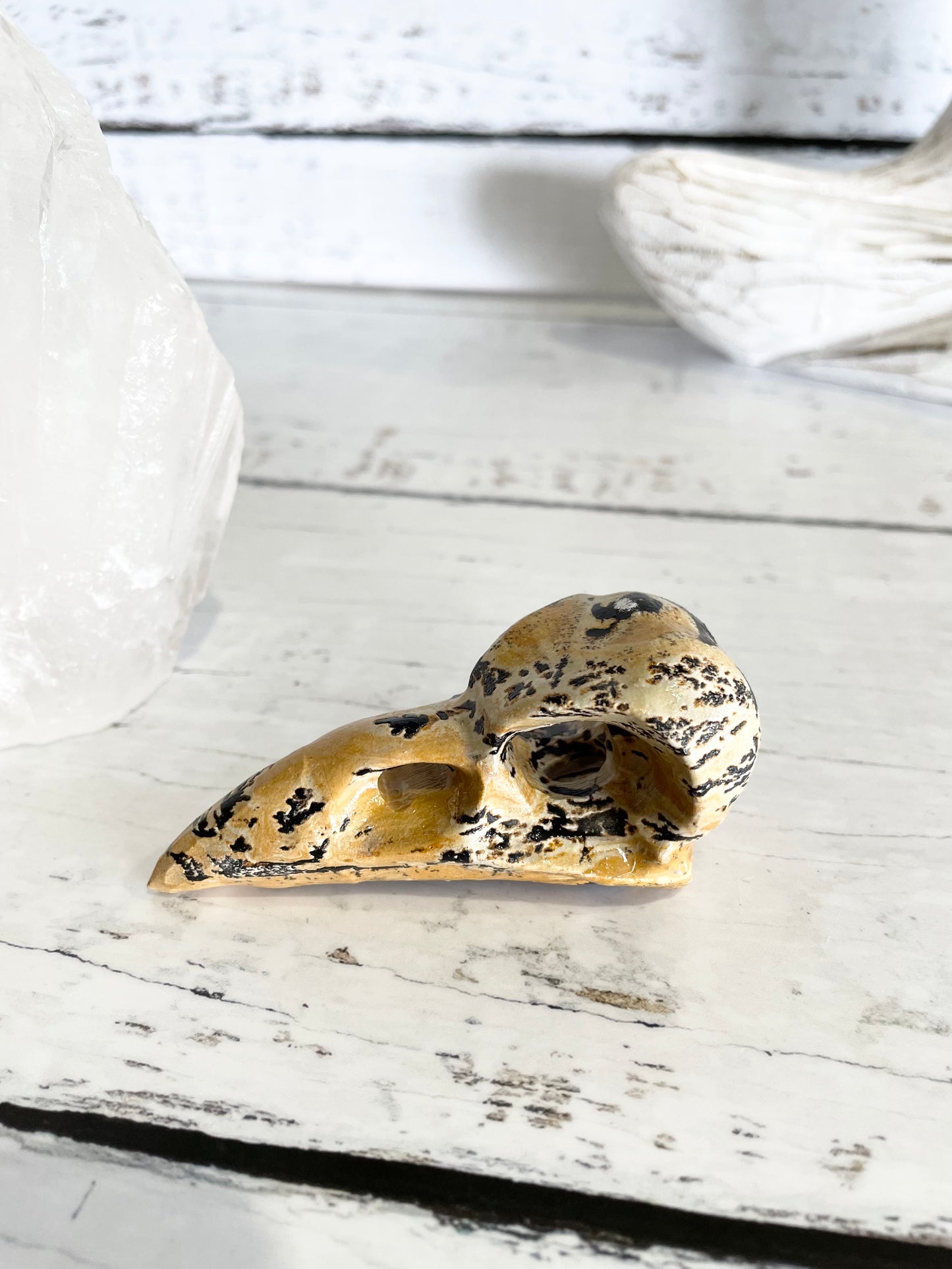 Picture Jasper Raven Skull ~ 3