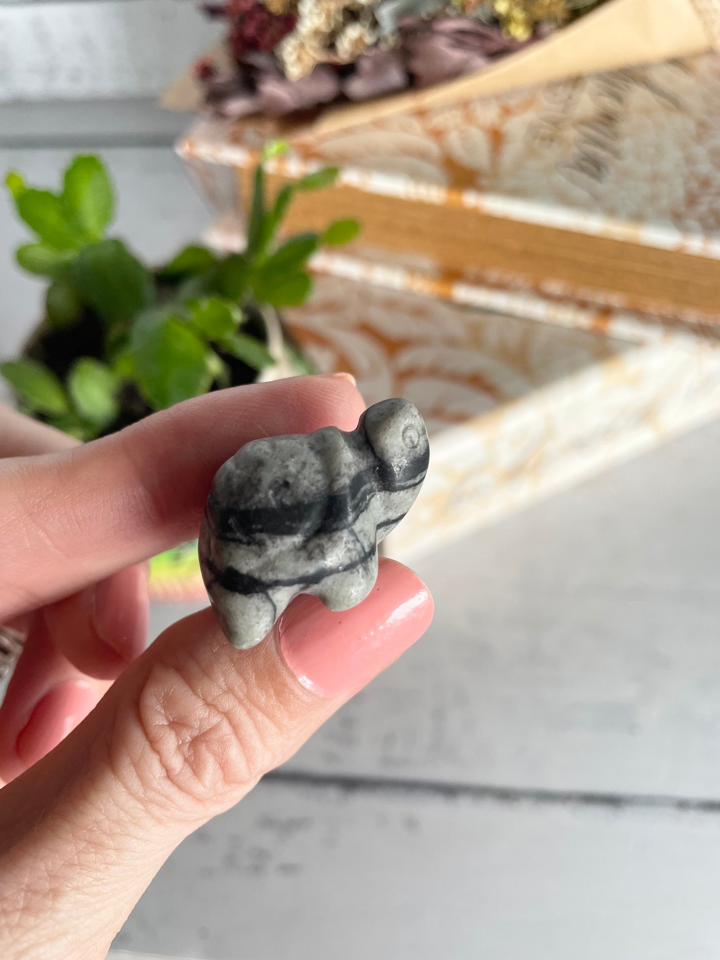 Jasper ~ Turtle