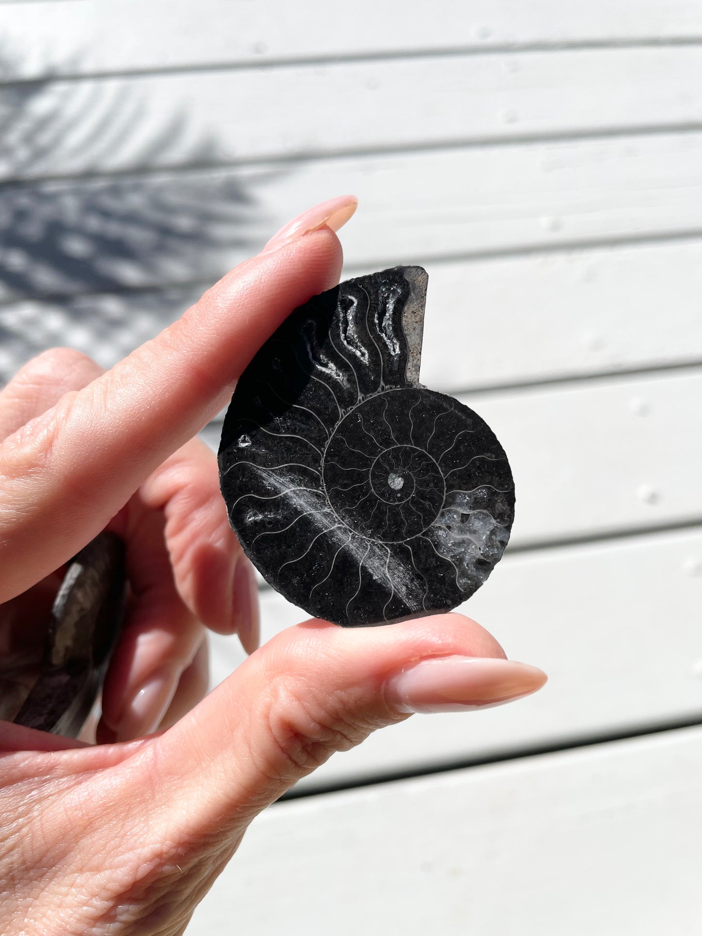Black Ammonite Fossil Pair