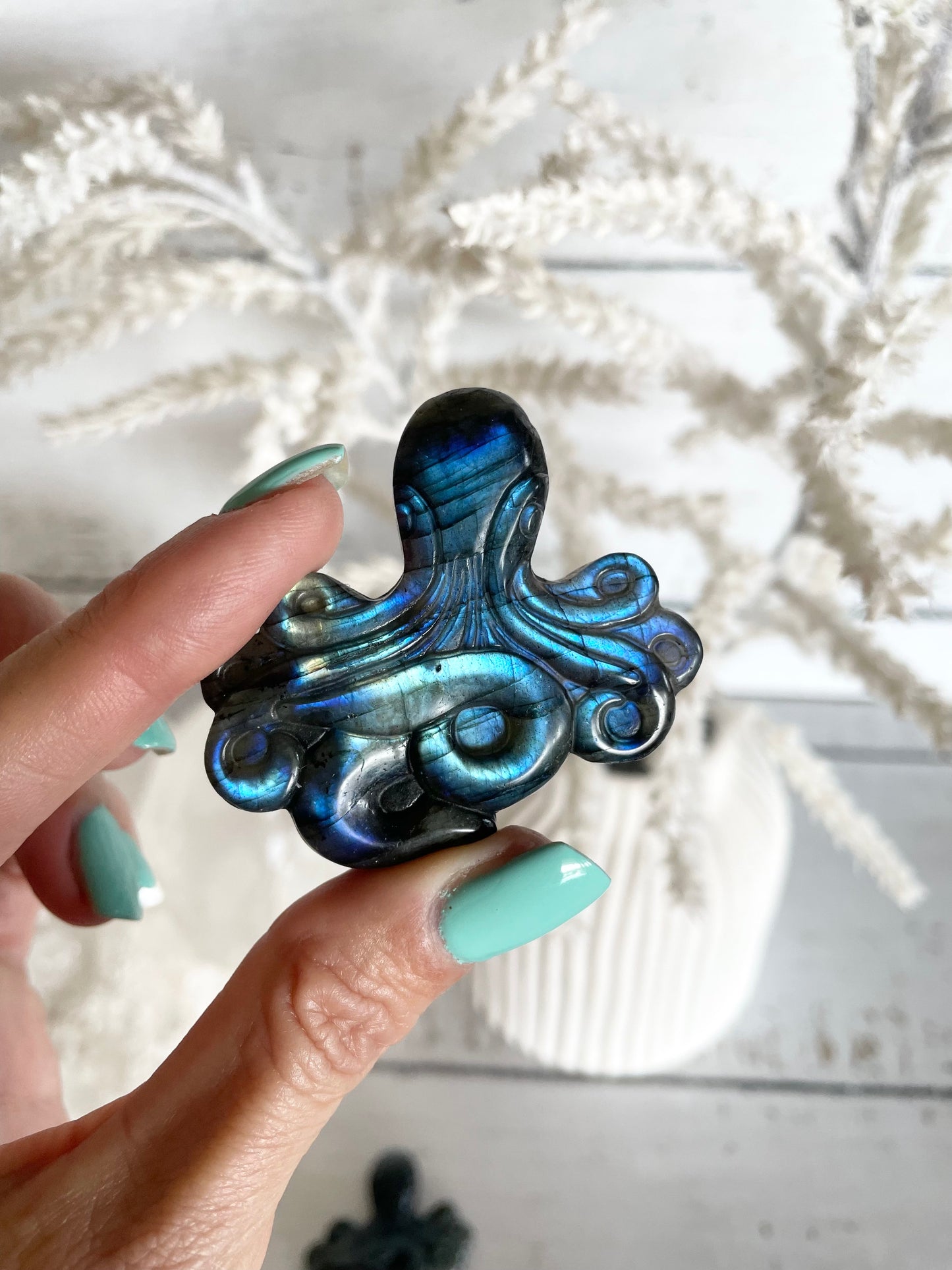 Intuitively Chosen ~ Octopus