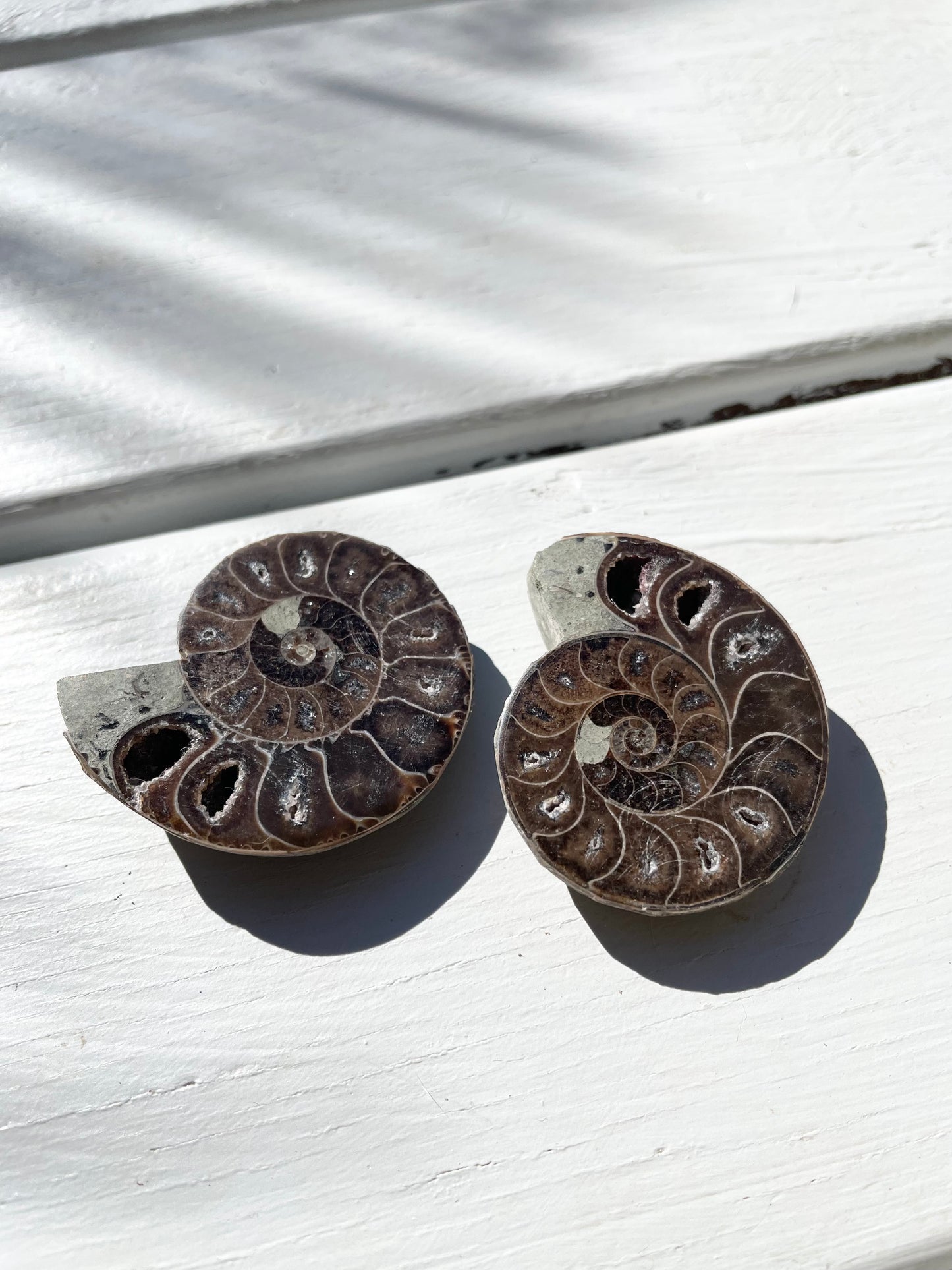 Black Ammonite Fossil Pair