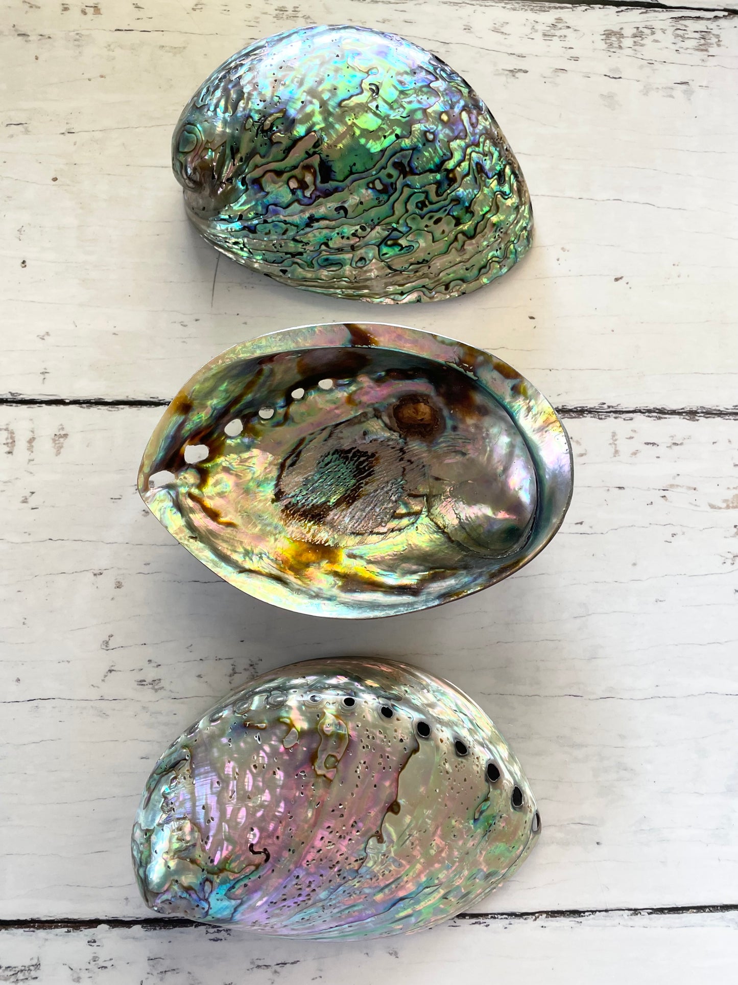 Abalone Shell ~ Polished