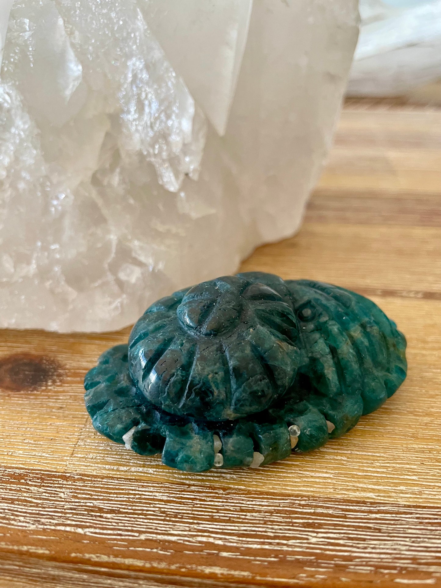 Apatite Nautilus