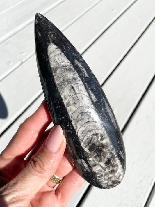 Orthoceras Fossil