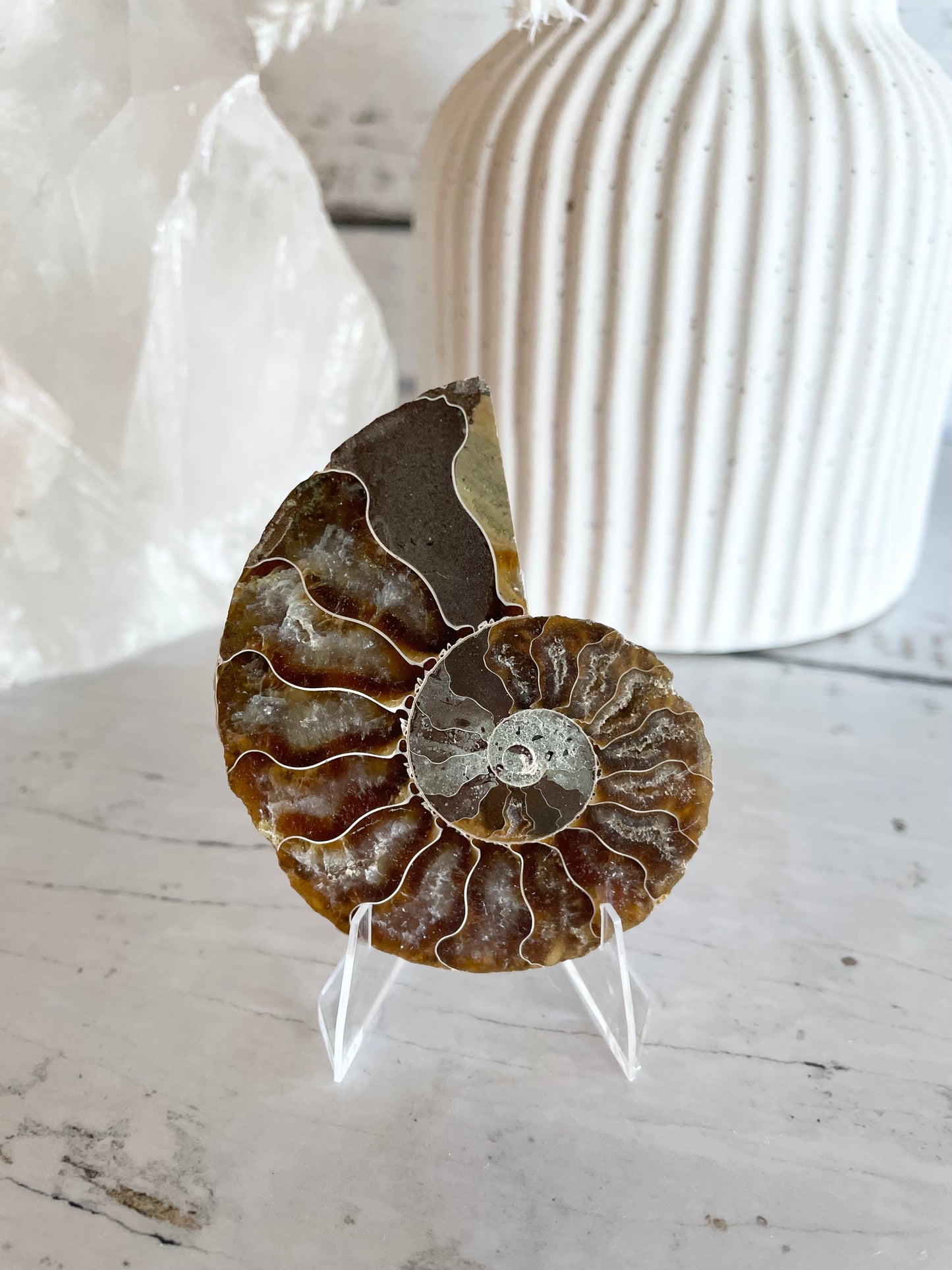 Ammonite Fossil