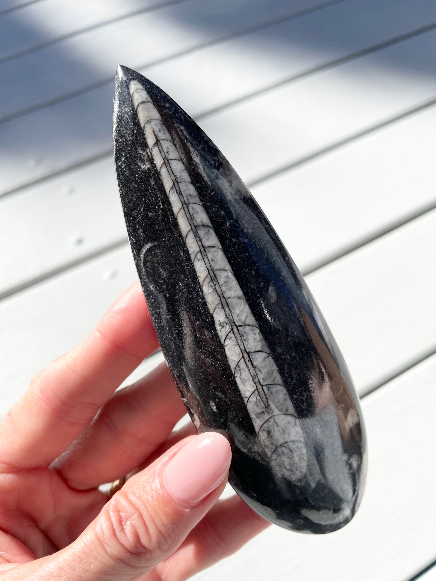 Orthoceras Fossil