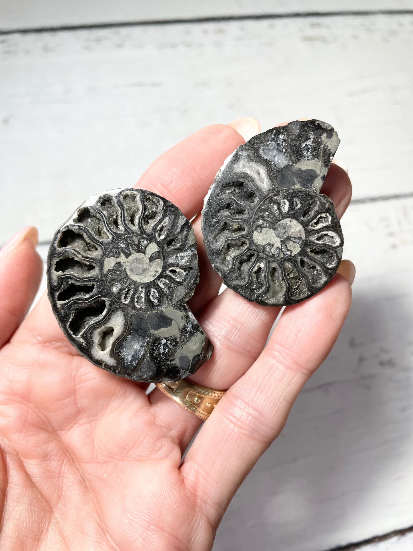Black Ammonite Fossil Pair