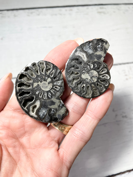 Black Ammonite Fossil Pair