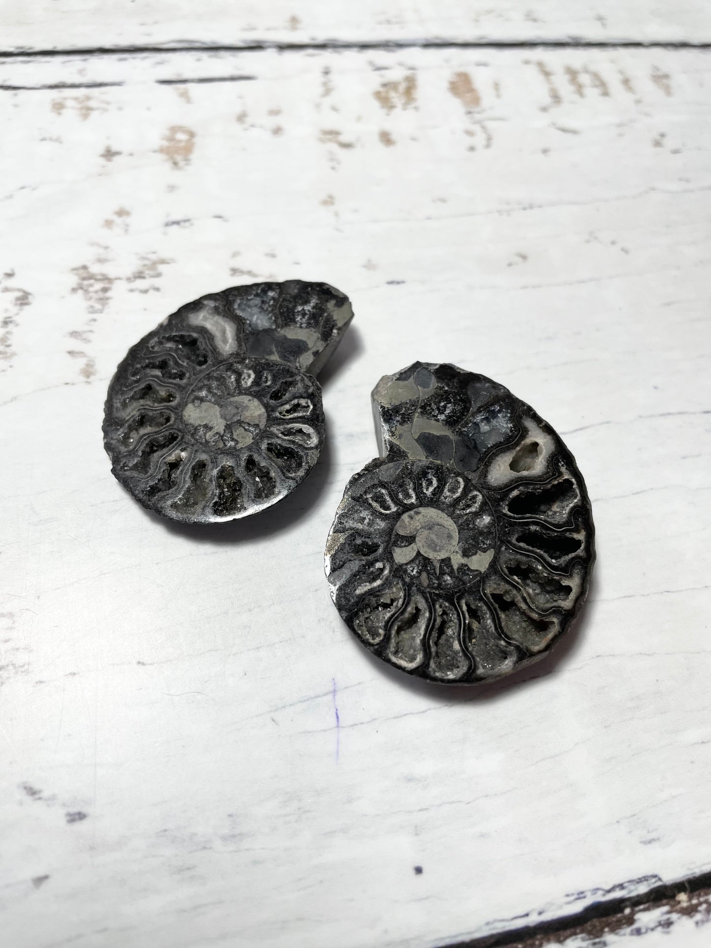 Black Ammonite Fossil Pair
