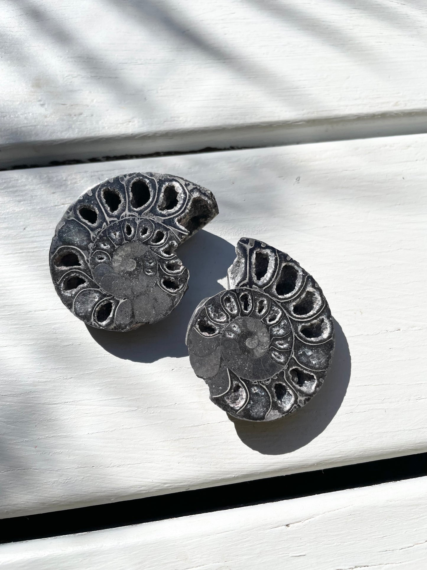 Black Ammonite Fossil Pair