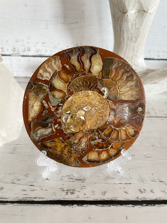 Ammonite Plate ~ 14