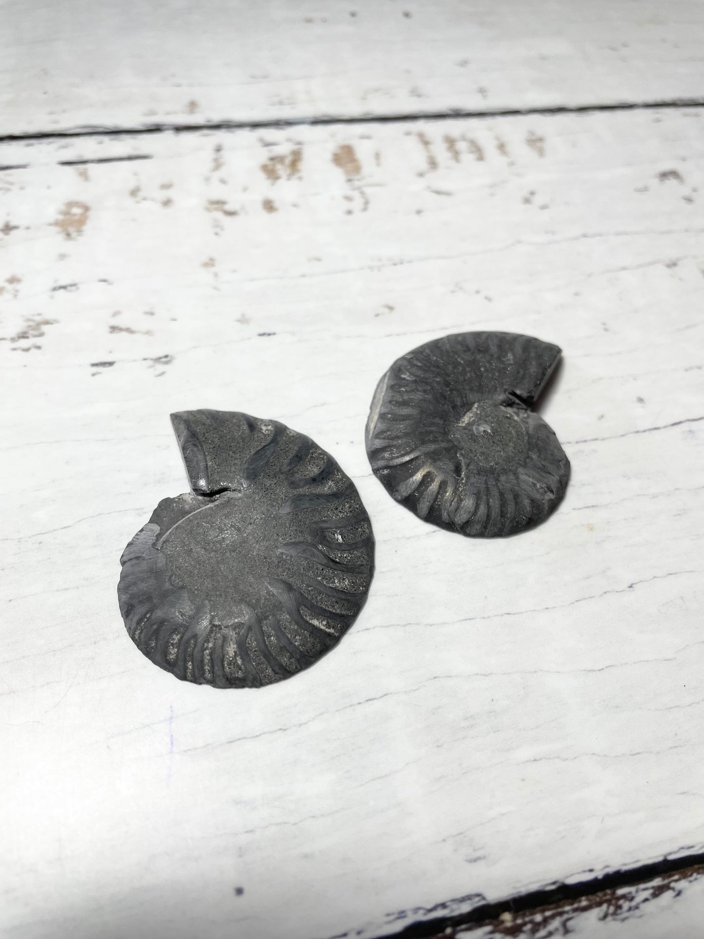 Black Ammonite Fossil Pair