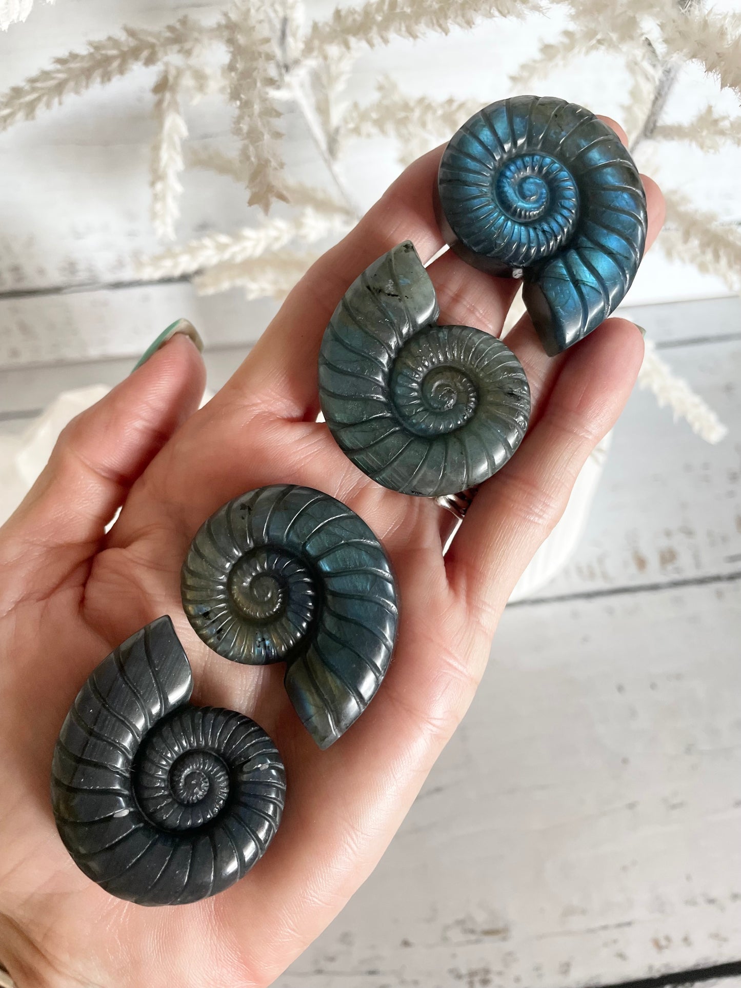 Intuitively Chosen ~ Labradorite Shell