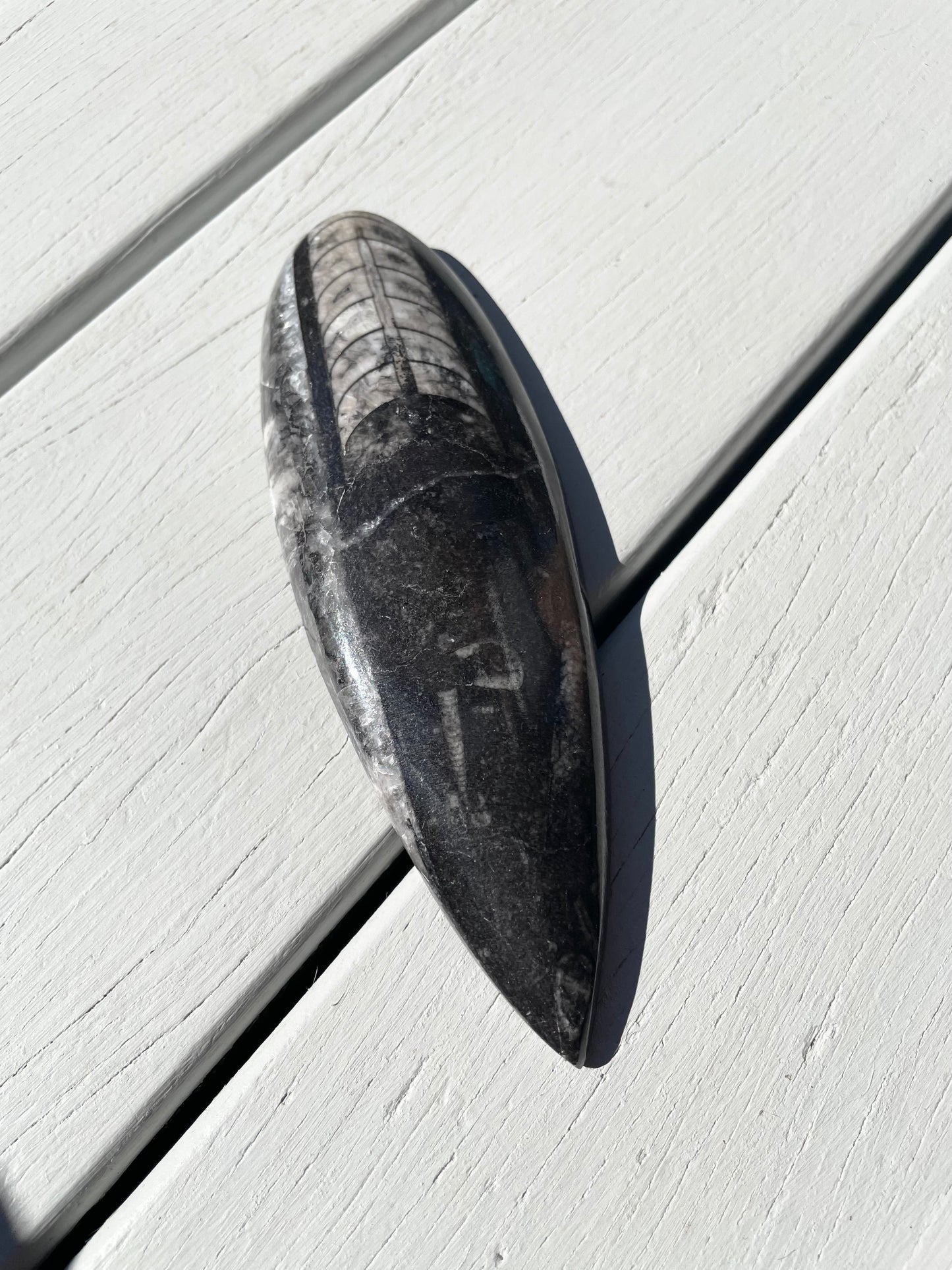 Orthoceras Fossil