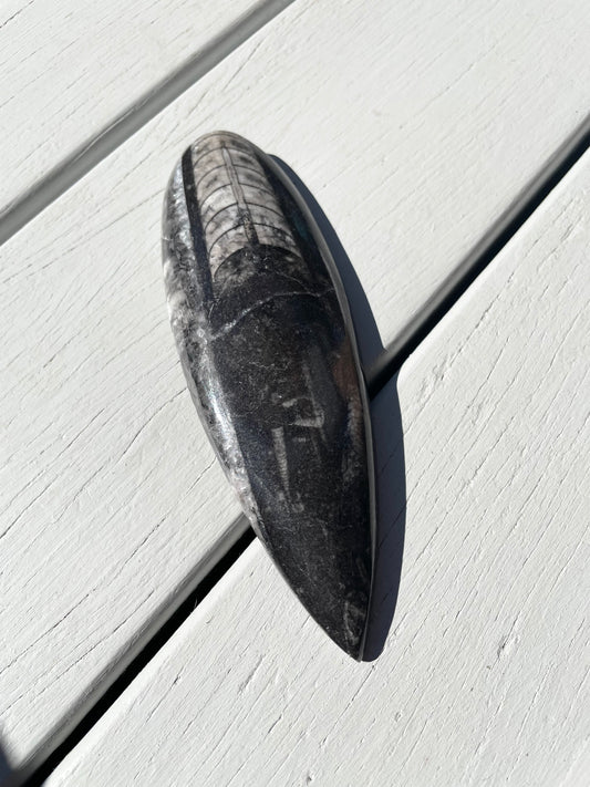 Orthoceras Fossil