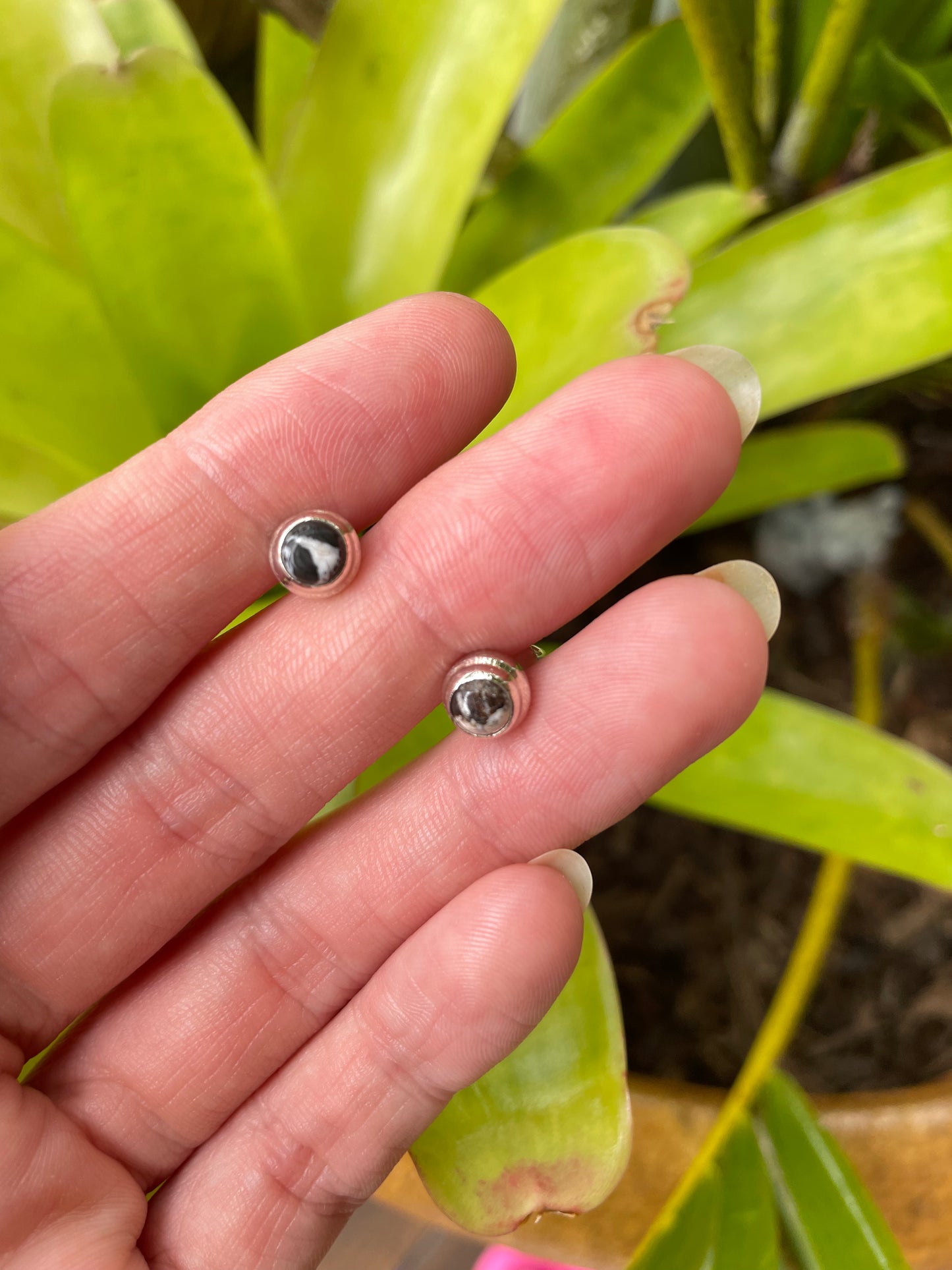 Zebra Jasper Studs