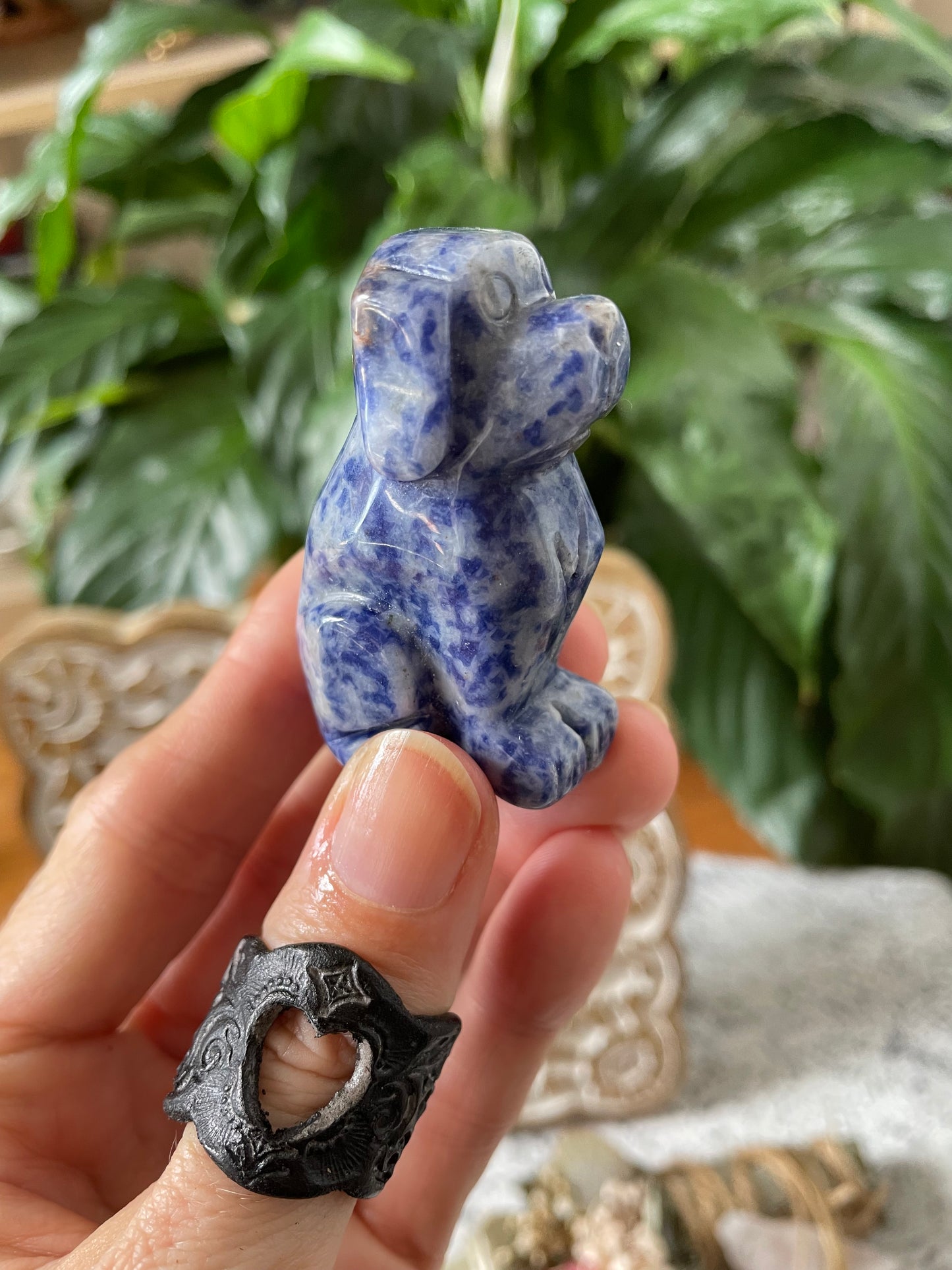 Blue Spotted Jasper Dog