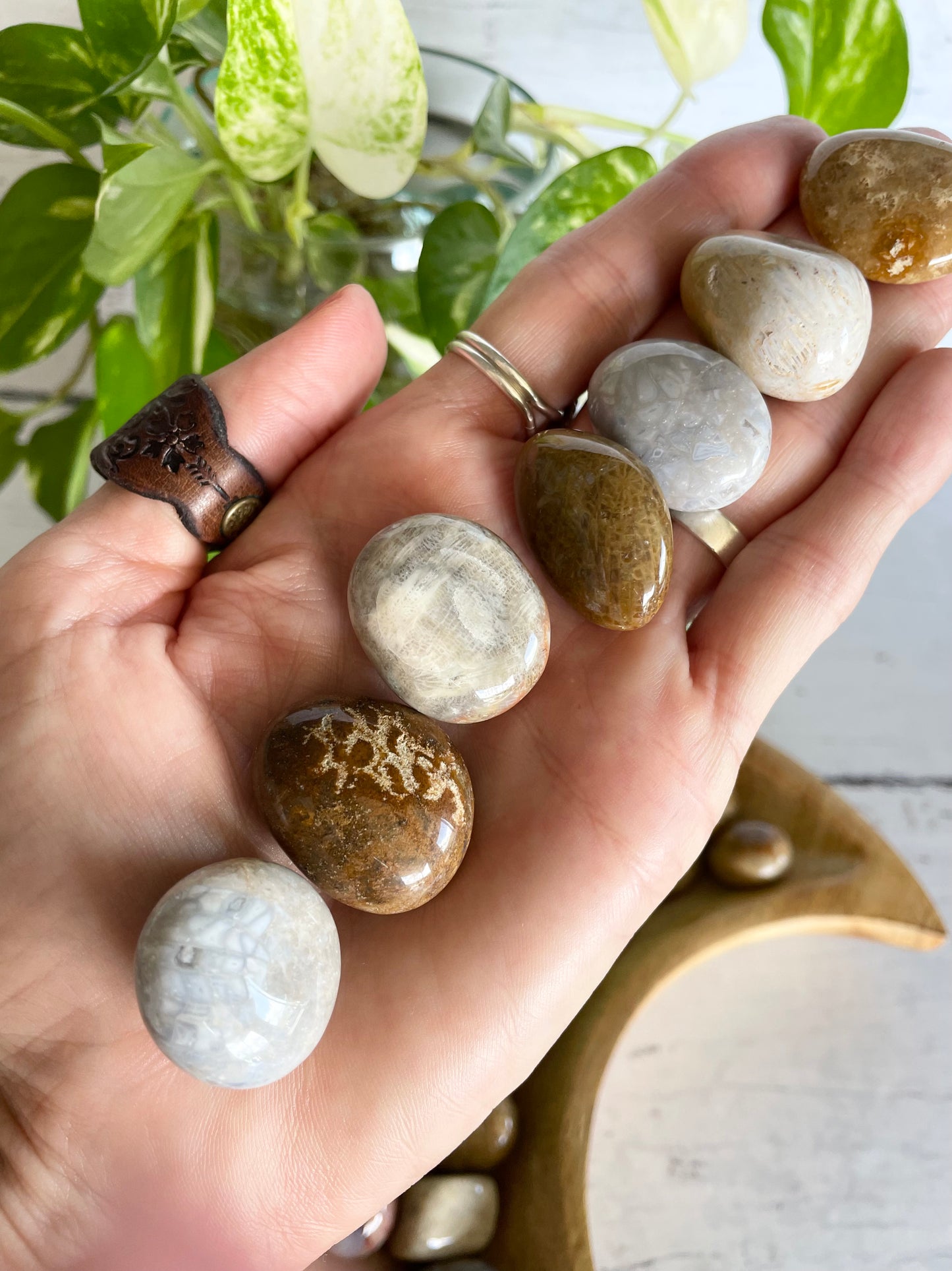 Fossil Coral / Petoskey Tumble Stones