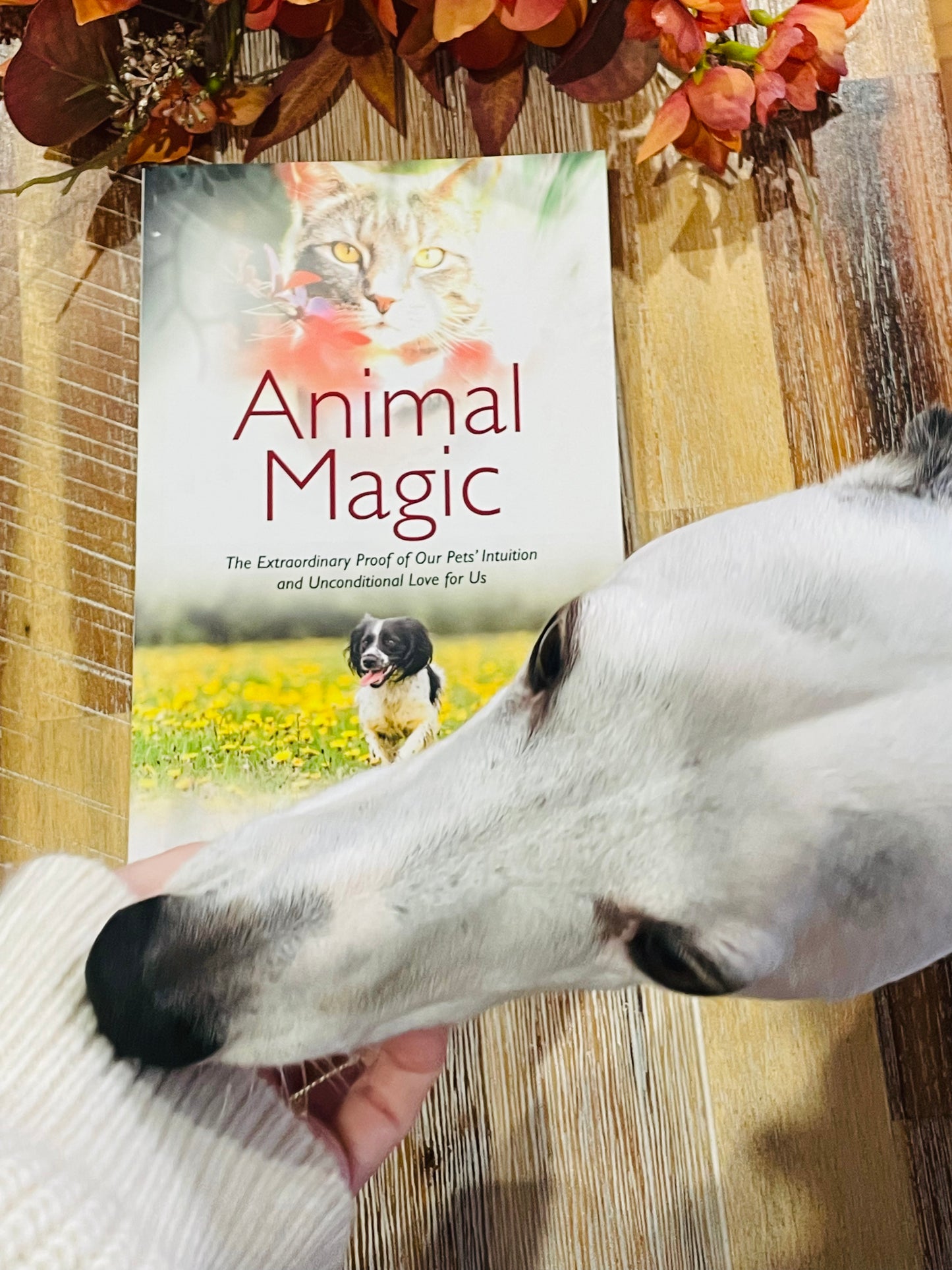 Animal Magic