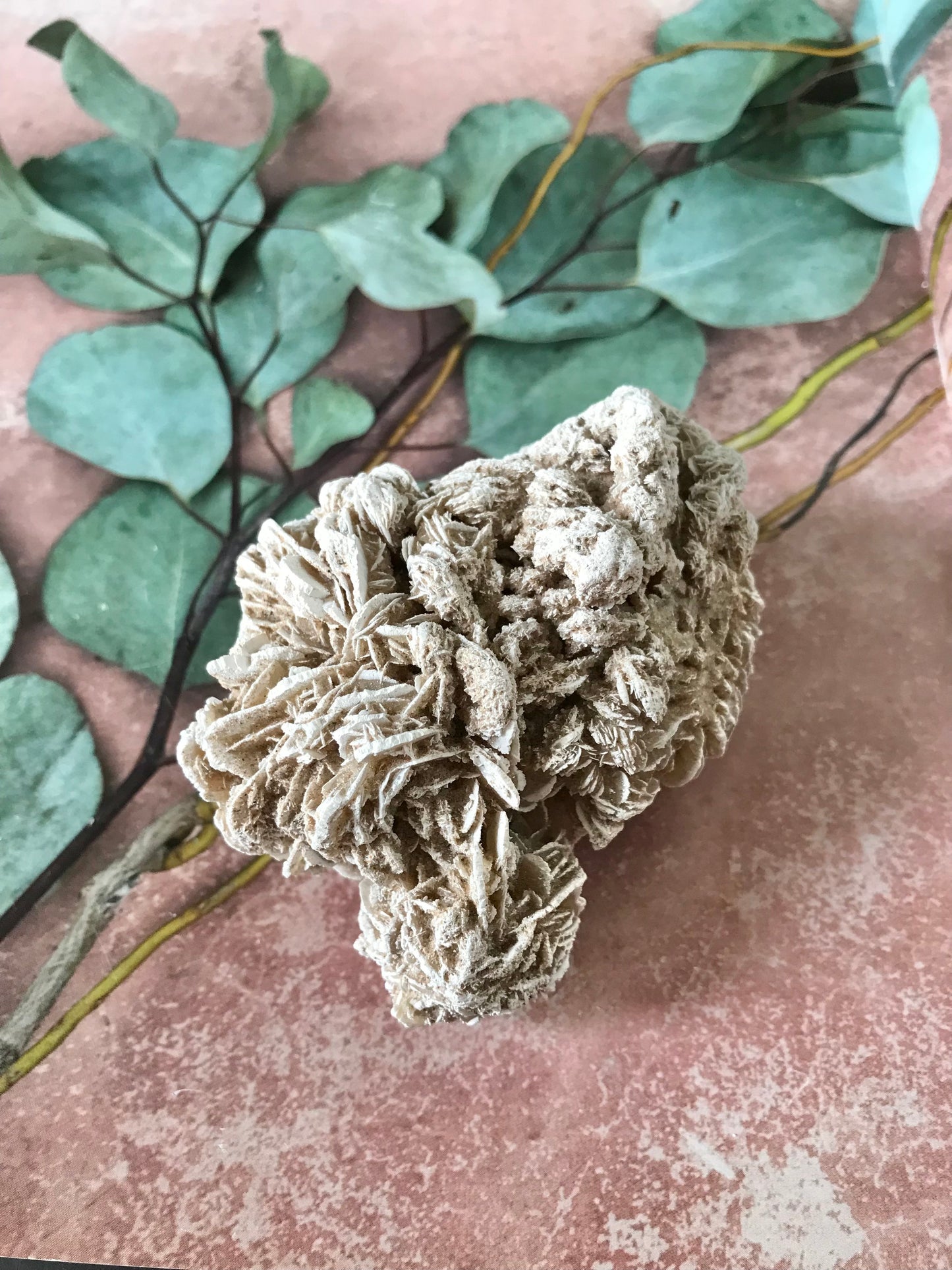 Desert Rose