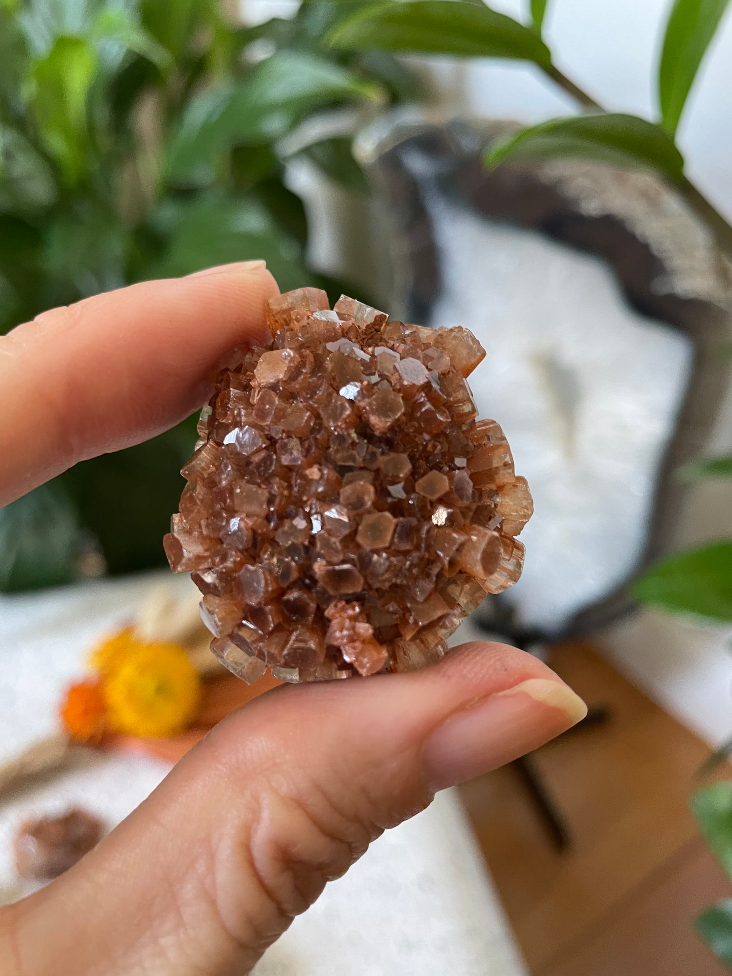 Intuitively Chosen ~ Aragonite Sputnik